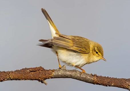 Willow warbler, (Phylloscopus trochilus), animals, birds, songbirds, Varanger, Finnmark, Norway