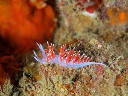A delicate red-purple nudibranch with pointed appendages, purple thread snail (Paraflabellina