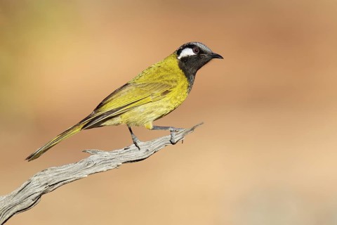 White-eared Honeyeater (Nesoptilotis leucotis), Victoria, Australia