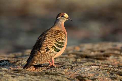 Common Bronzewing (Phaps chalcoptera) male perched on the ground, South Australia, Australia