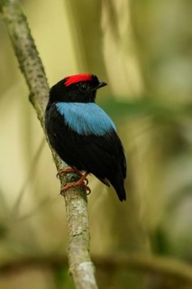 Blue-backed Manakin (Chiroxiphia pareola) perched on a branch in the grasslands of Guyana