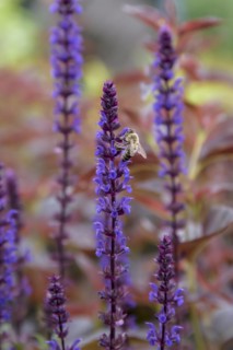 Steppe sage (Salvia nemorosa 'Caradonna'), University of Agricultural Sciences, Alnarp, Skane län,