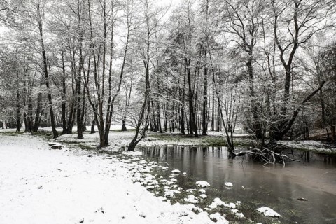 Black alder (Alnus glutinosa) in a snowy floodplain landscape, Emsland, Lower Saxony, Germany