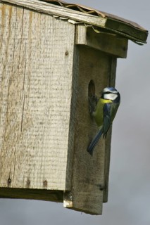 Eurasian Blue Tit (Cyanistes caeruleus) at nest box, Brandenburg, Germany