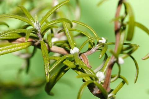 Rosemary (Rosmarinus officinalis), twigs with young, very hairy leaves, in the studio, North