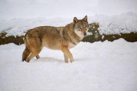 A wolf stands in the snow and looks curiously into the camera, Winter, Wolf (Canis lupus), Germany