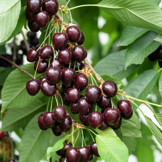 Sweet cherry (Prunus avium 'Regina'),  Austria