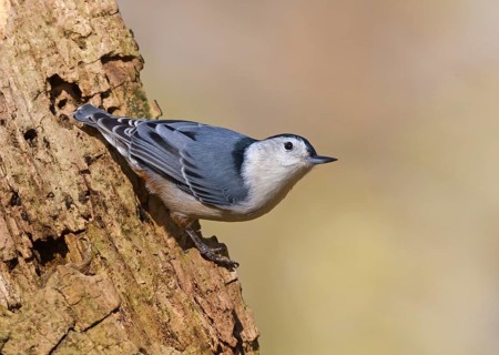 White-breasted Nuthatch (Sitta carolinensis), Ohio, USA