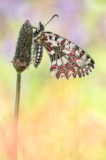 Der Spanischer Osterluzeifalter (Zerynthia rumina)