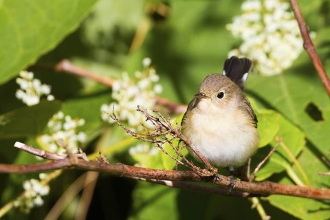 Red-breasted Flycatcher (Ficedula parva), Schleswig-Holstein, Germany