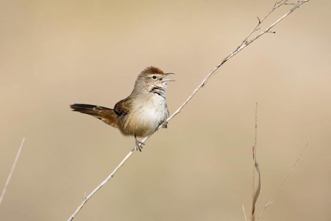 Spinifexbird (Megalurus carteri) singing, perched on a twig, Northern Territory, Australia