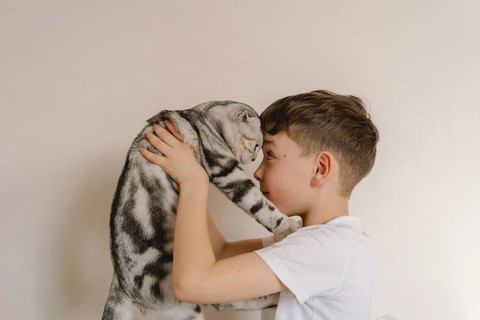 A young boy lovingly holds a Scottish Fold cat, showcasing their affectionate bond. The cat, with