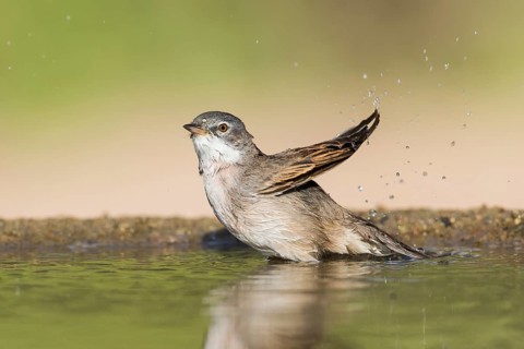 Common Whitethroat (Sylvia communis) male bathing, Eilat, Israel