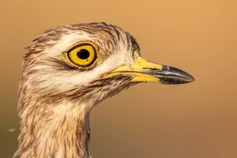 Eurasian Stone-curlew (Burhinus oedicnemus), Castile-La Mancha, Spain