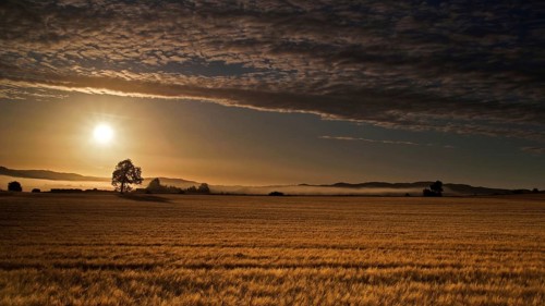 Europe, Scotland, Great Britain, England, landscape, cornfield at sunrise