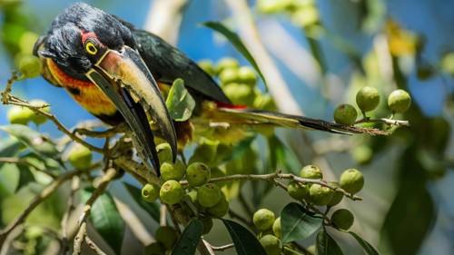 A vibrant, exotic bird with a colorful beak is perched amidst the lush greenery of the Belizean