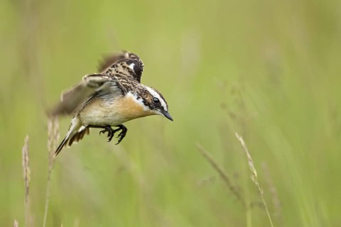 Whinchat (Saxicola rubetra) flying, Saxony-Anhalt, Germany