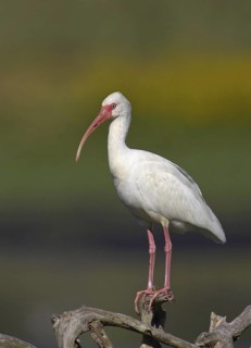 American White Ibis (Eudocimus albus), Florida, USA