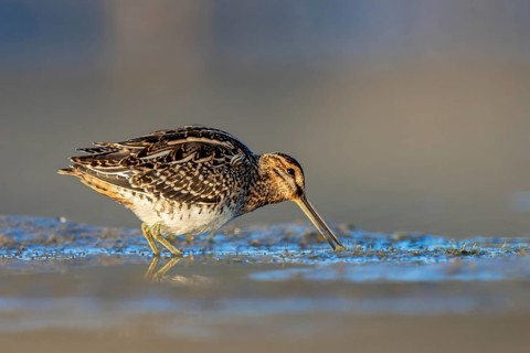 Common Snipe (Gallinago gallinago) foraging, North Rhine-Westphalia, Germany