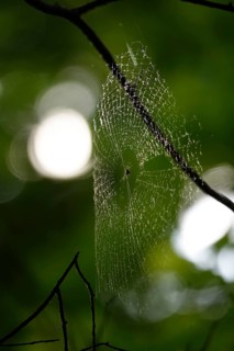 Web of a spider, May, Germany