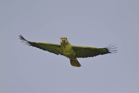 Orange-winged Amazon (Amazona amazonica), Ecuador