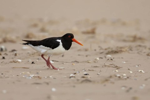 Eurasian oystercatcher (Haematopus ostralegus) adult wading bird on a beach in summer, Norfolk,