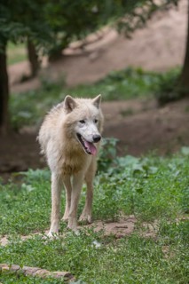 One Arctic wolf (Canis lupus arctos) walking thru green vegetation on hilly ground in a forest