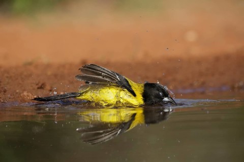 Audubon's Oriole (Icterus graduacauda) male bathing, Texas, USA