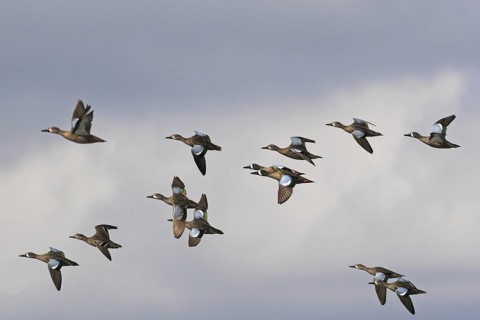 Blue-winged Teal (Spatula discors) male, Florida, USA
