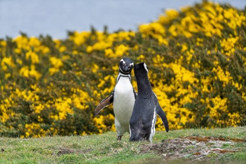Magellanic Penguin (Spheniscus magellanicus), pair in front of flowering gorse (Ulex europaeus),