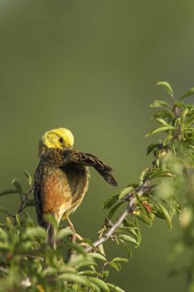 Yellowhammer (Emberiza citrinella) male preening, Rhineland-Palatinate, Germany