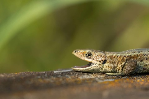 Common lizard (Zootoca vivipara) adult reptile animal with its mouth open yawning on a wooden