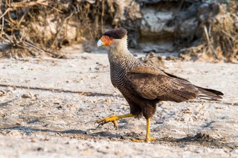 Crested Karakara (Caracara plancus), South Africa