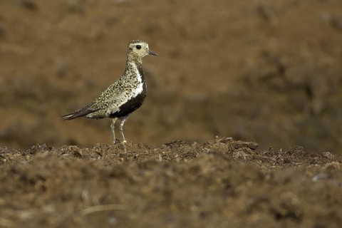 European Golden Plover (Pluvialis apricaria), Lower Saxony, Germany