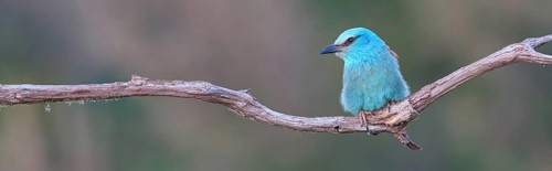 European roller (Coracias garrulus), on perch, Tower Hide, Tiszaalpár, Kiskunsági National Park,