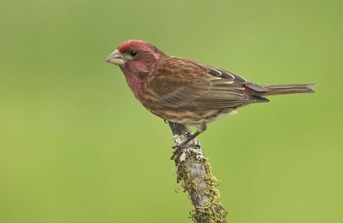 Purple Finch (Haemorhous purpureus) male, British Columbia, Canada