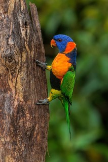 Rainbow Lorikeet (Trichoglossus moluccanus) climbing tree trunk, Northern Territory, Australia