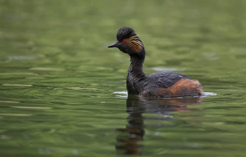Black-necked Grebe (Podiceps nigricollis), Bavaria, Germany