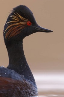 Black-necked Grebe (Podiceps nigricollis), Utrecht, Netherlands