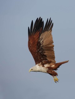 Brahminy Kite (Haliastur indus) flying, Thale Noi, Thailand
