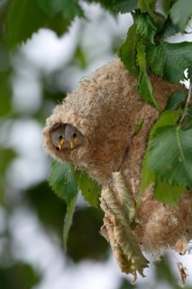 Eurasian Penduline Tit (Remiz pendulinus) juveniles in nest, Saxony-Anhalt, Germany