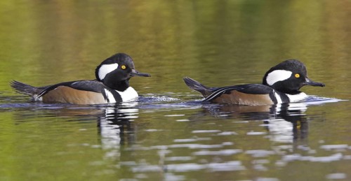 Hooded Merganser (Lophodytes cucullatus) male, British Columbia, Canada