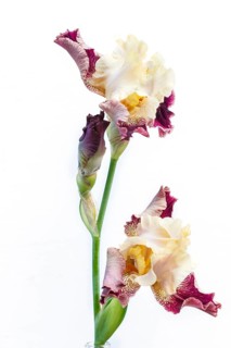 Beautiful multicolored iris flower isolated in white. Close up