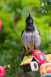 An adult hooded crow (Corvus cornix), sits on a colorful children's toy in a garden