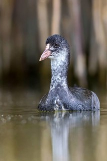 Eurasian Coot (Fulica atra) juvenile, Mecklenburg-Western Pomerania, Germany