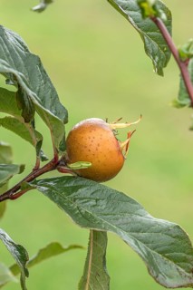 Common medlar (Mespilus germanica 'Holländische Grossfrüchtige'), Bundessortenamt Prüfstelle Wurz,