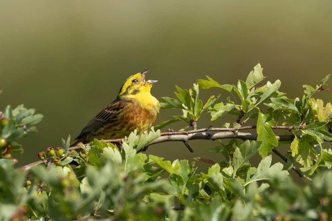 Yellowhammer (Emberiza citrinella) adult male songbird bird singing in a Hawthorn tree, Suffolk,