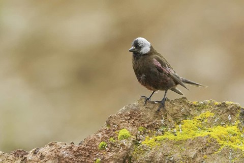 Grey-crowned Rosy Finch (Leucosticte tephrocotis), Alaska, USA