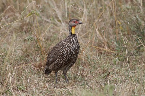Yellow-necked Spurfowl (Pternistis leucoscepus), Nairobi National Park, Kenya
