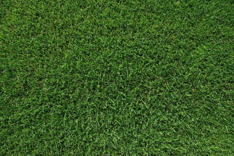 Beautiful wet natural grass on the sport pitch in Lubin, Poland